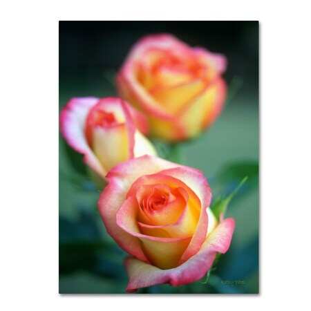 Trademark Fine Art Kathy Yates 'Rose Trio' Canvas Art, 14x19 KY0039-C1419GG